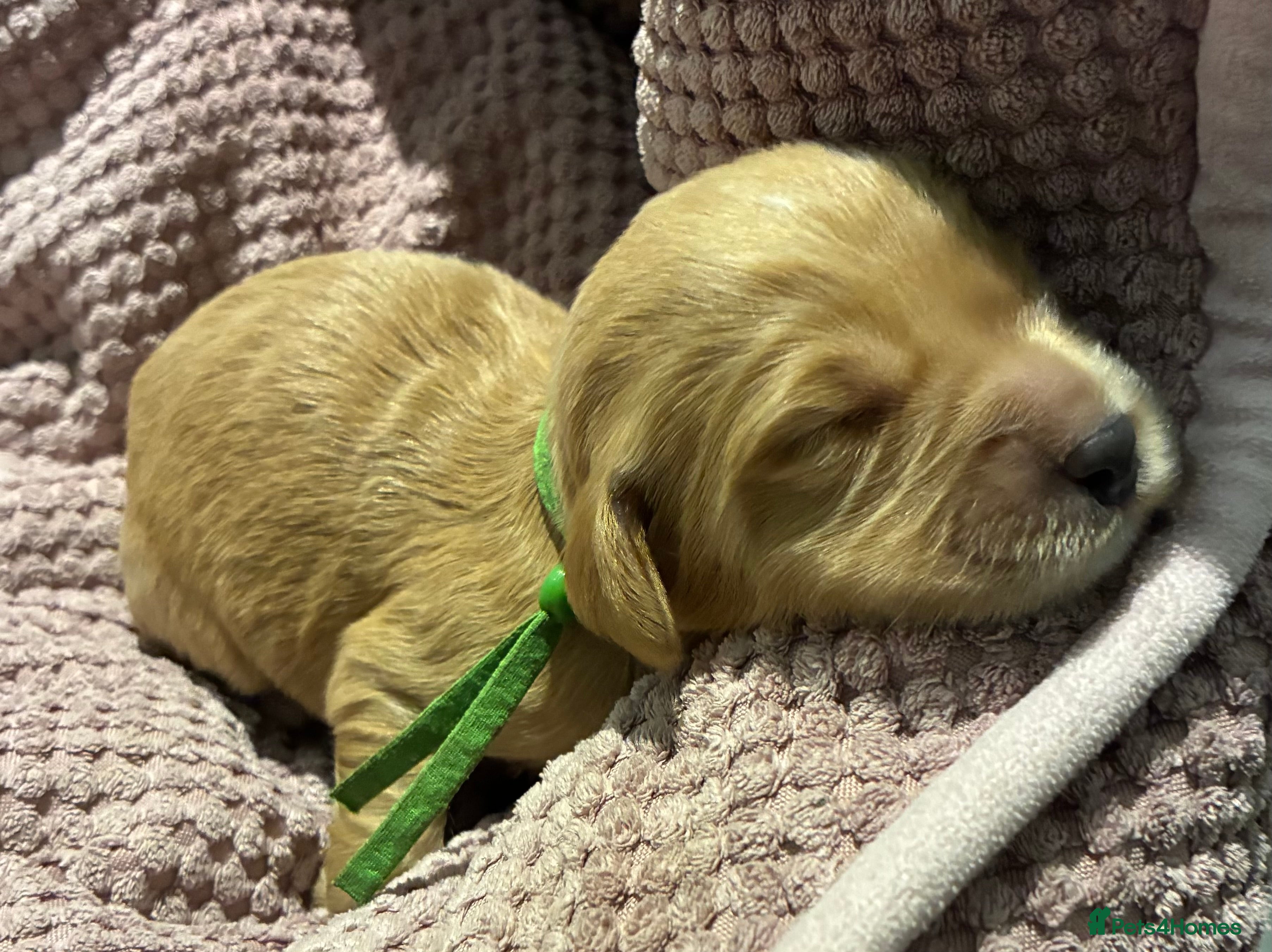 Australian Labradoodle dogs Australian Labradoodle, exceptional homes only - Advert 1