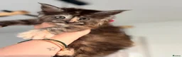 Maine Coon cats for sale: Registered Maine Coon kittens - Advert 3