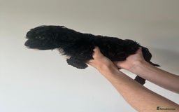 Cavapoo dogs for sale: Cavapoo puppy’s❗️LAST GIRL❗️ - Image 3