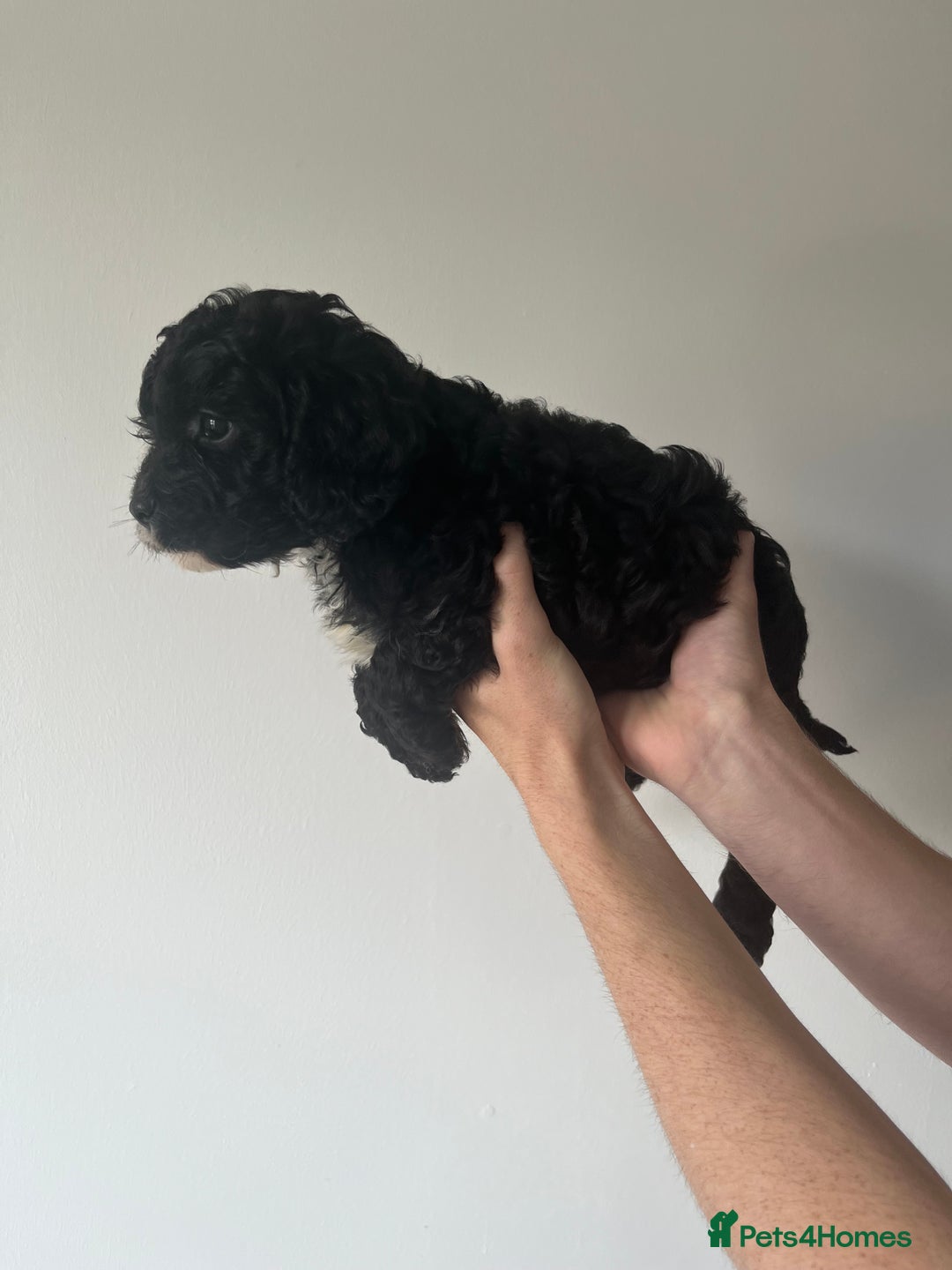 Cavapoo dogs for sale: Cavapoo puppy’s❗️LAST GIRL❗️ - Image 3