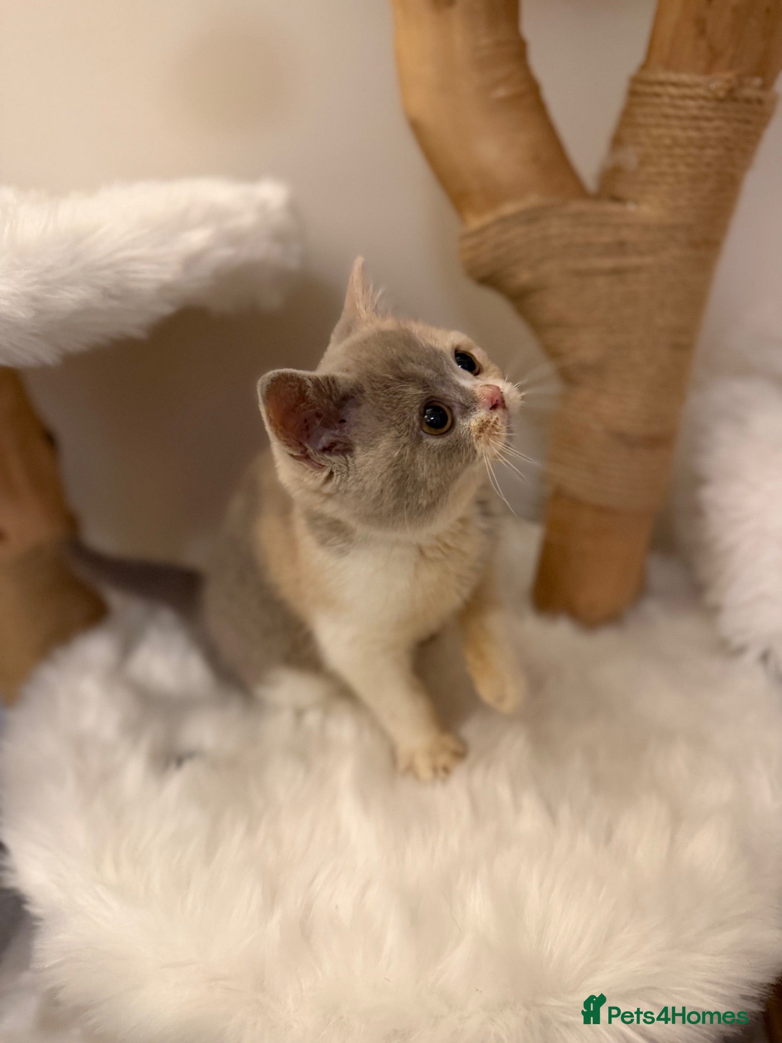British Shorthair cats FULL PEDIGREE REGISTERED BSH - Advert 2