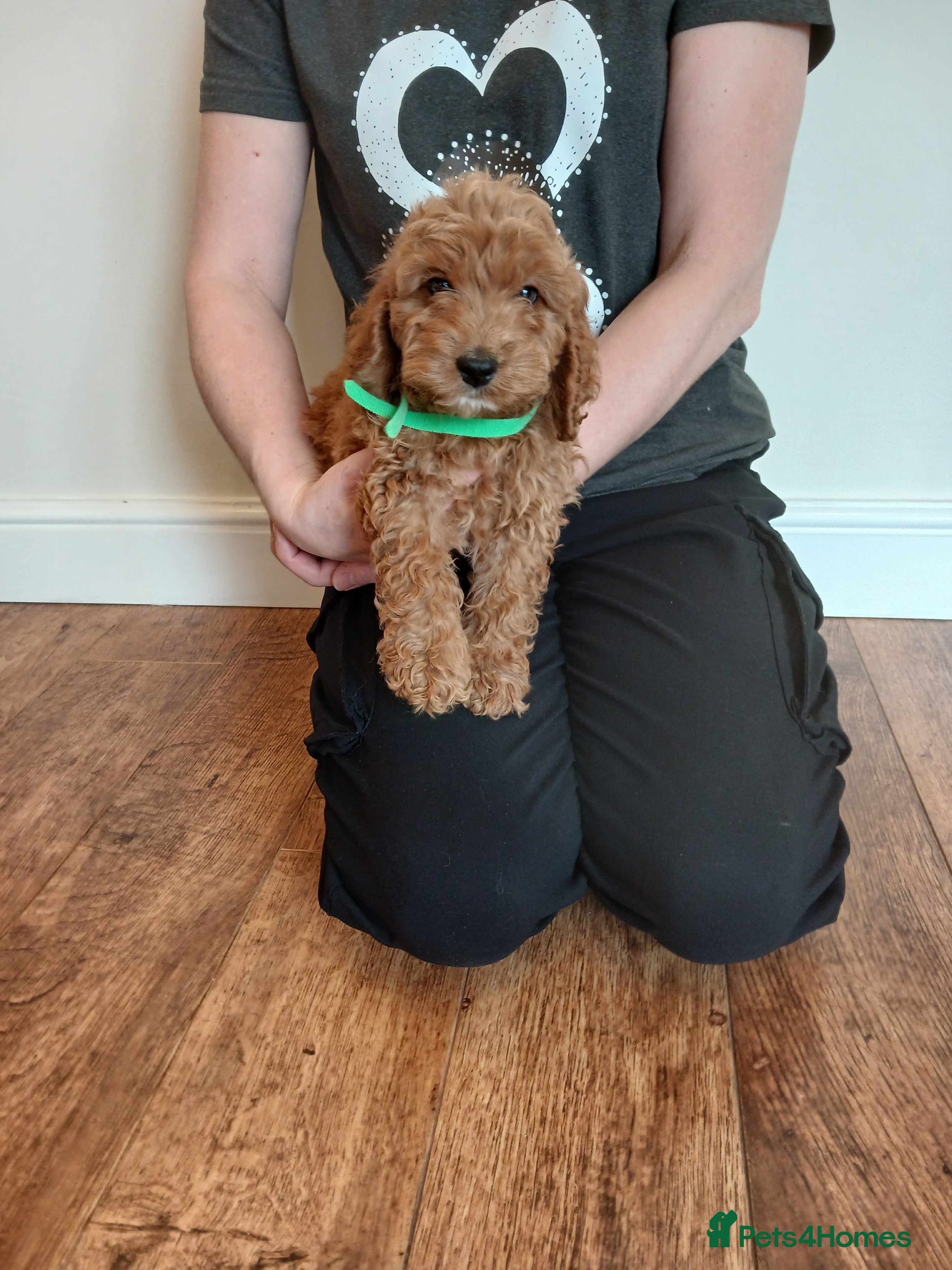 Cockapoo dogs Cockapoo puppies  - Advert 4