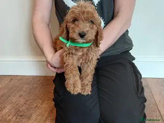 Cockapoo dogs Cockapoo puppies - Advert 6