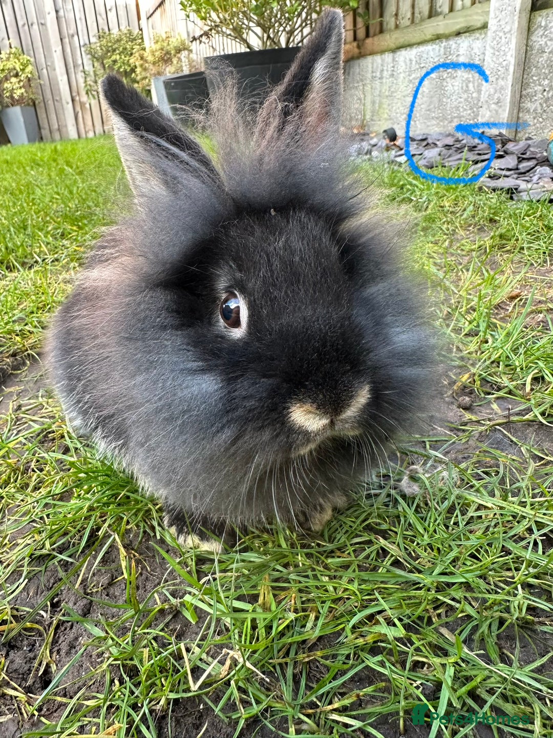 Lionhead rabbits for sale: Lionhead Rsbbits for sale  - Advert 11