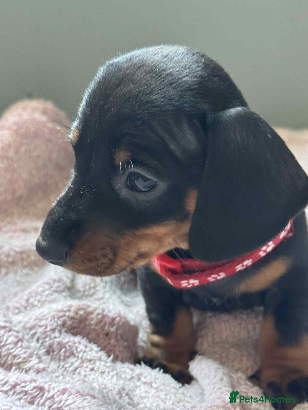 Miniature Dachshund dogs for sale: My family dogs have had a litter of 5  - Advert 17