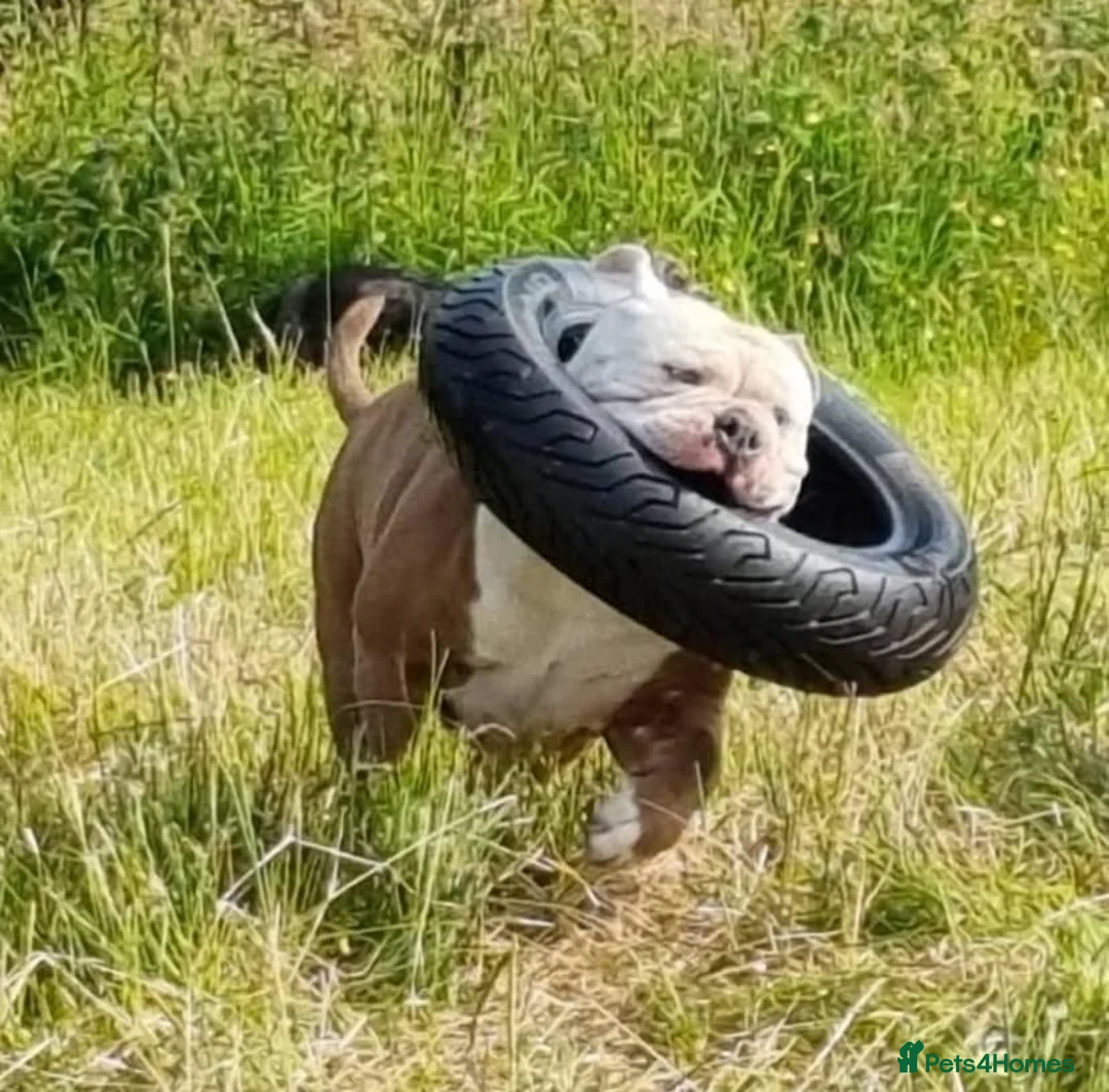 Olde English Bulldogge dogs for stud: Olde English bulldogge stud  - Advert 7