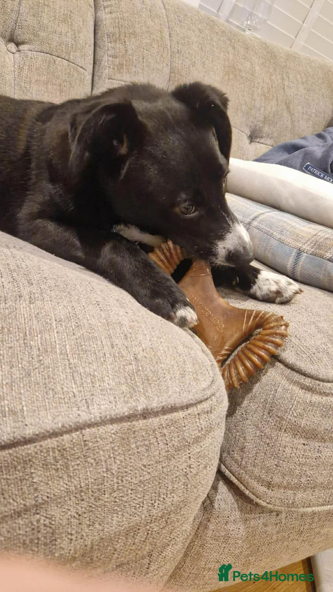 Mixed Breed dogs for adoption: FLEUR-happy&playful girl/ loves dogs/ affectionate - Advert 12