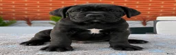 Cane Corso dogs for sale: 🐾 European Champion Bloodline Cane Corso Puppies - Advert 3