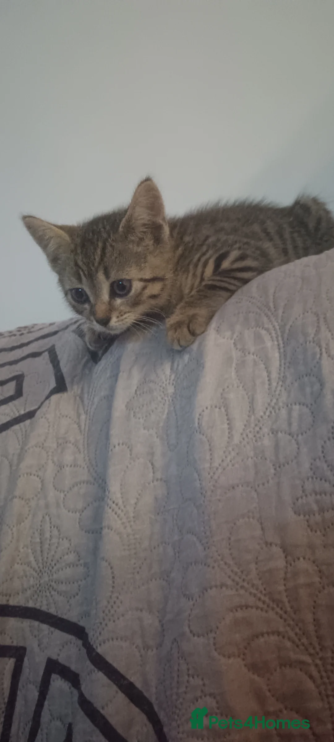 Mixed Breed cats for sale: 3 Lovely Tabby Kittens in Gravesend - Advert 4