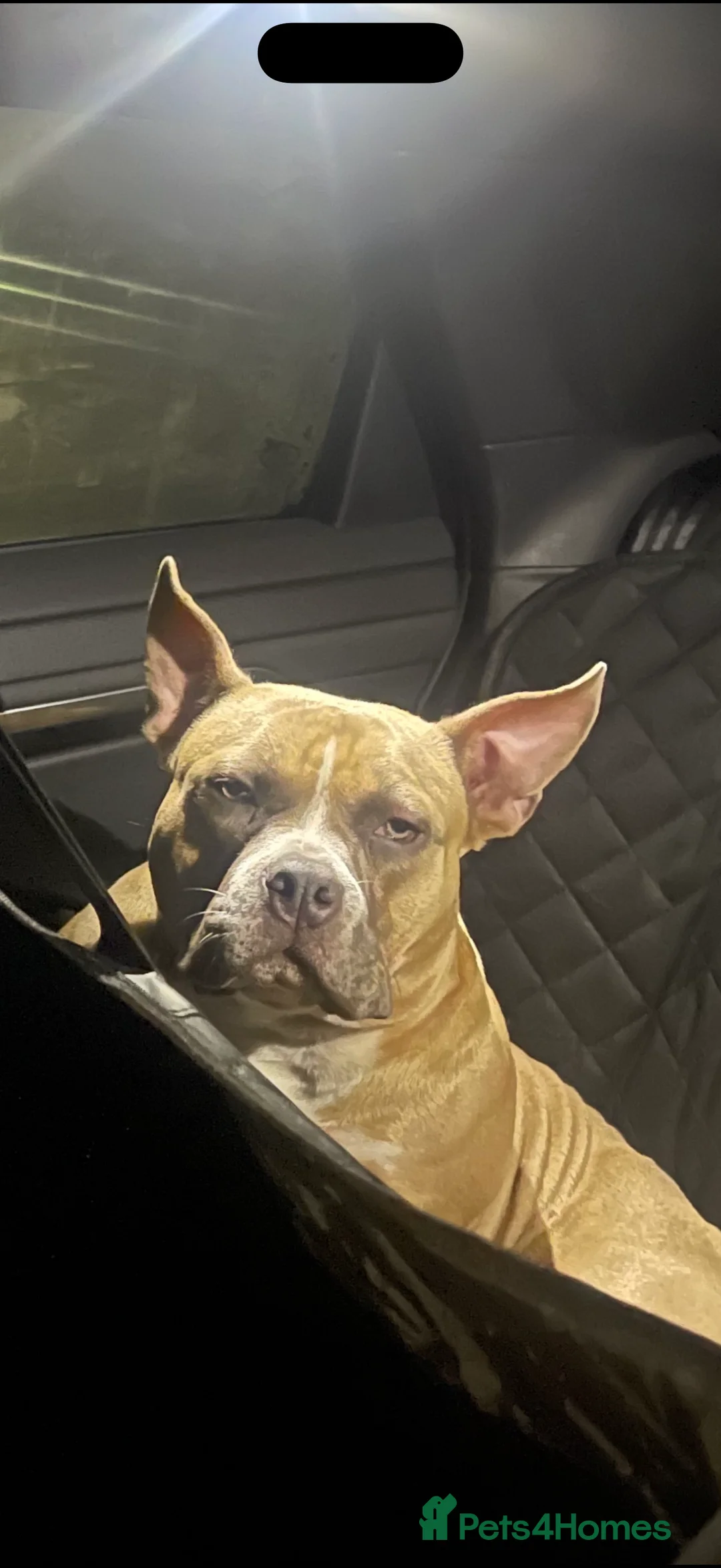 Mixed Breed dogs for sale: Pocket Bully / American Bully - Advert 4