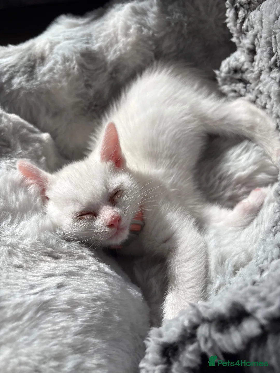 Turkish Angora cats for sale: Princess Bella in Burton-on-Trent - Advert 1