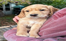 Cocker Spaniel dogs for sale: 3 Working Cocker boy puppies for sale - Image 6