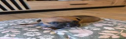 Staffordshire Bull Terrier dogs for sale: Staffordshire bull terier red puppies  - Advert 9