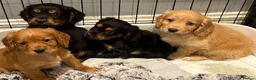 Cocker Spaniel dogs for sale: Beautiful working cocker spaniels  - Advert 9