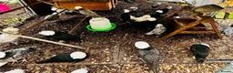 Chickens poultry for sale: 🌸🐔Updated 26th July - POINT OF LAY CHICKENS 🐔🌸 - Advert 9