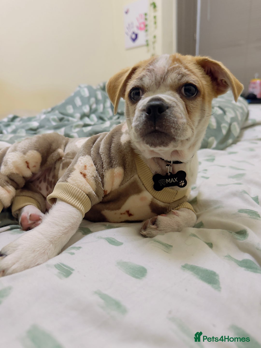 Mixed Breed dogs for sale:  Loving Home Needed for My Puppy - Advert 5