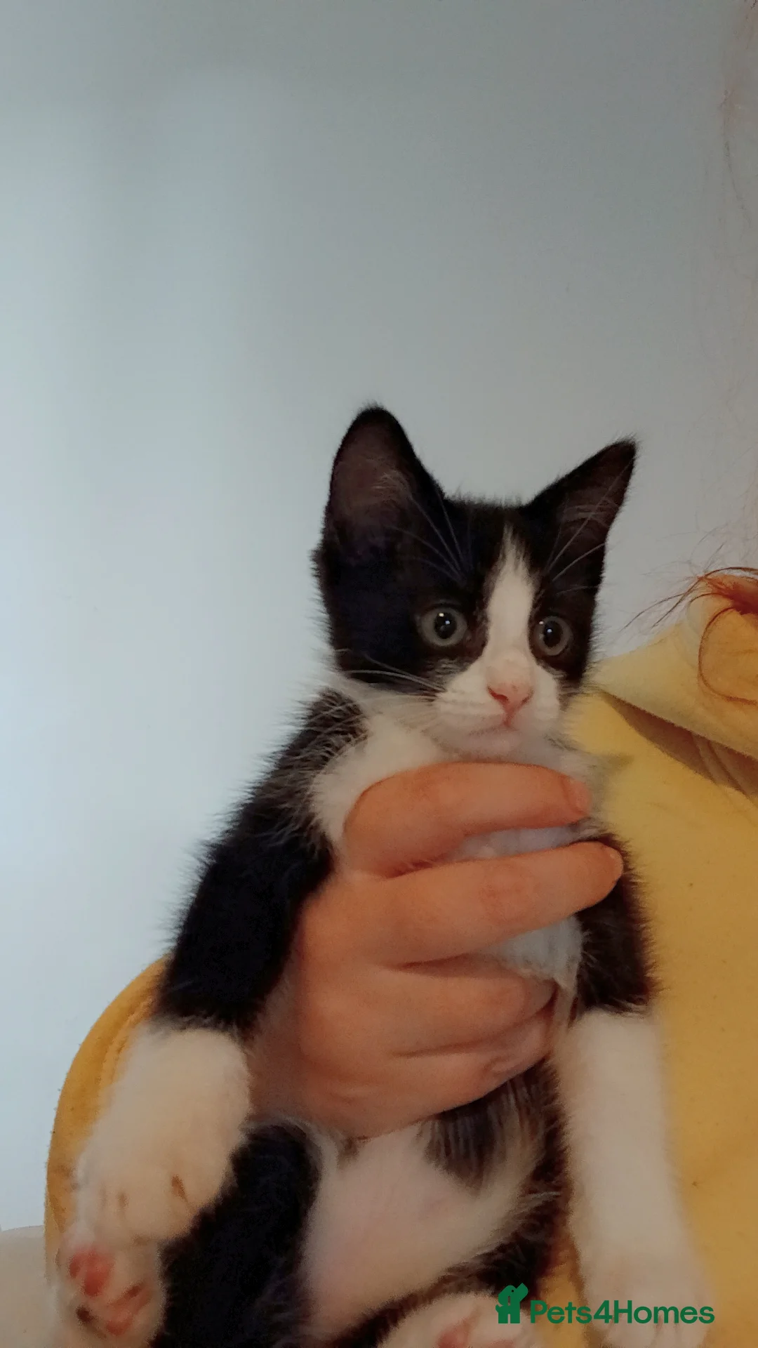Mixed Breed cats for sale: 10 weeks old  - Advert 2