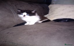 Mixed Breed cats for sale: Kittens  - Image 2