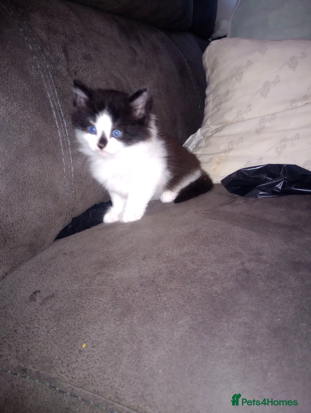 Mixed Breed cats for sale: Kittens  - Image 2