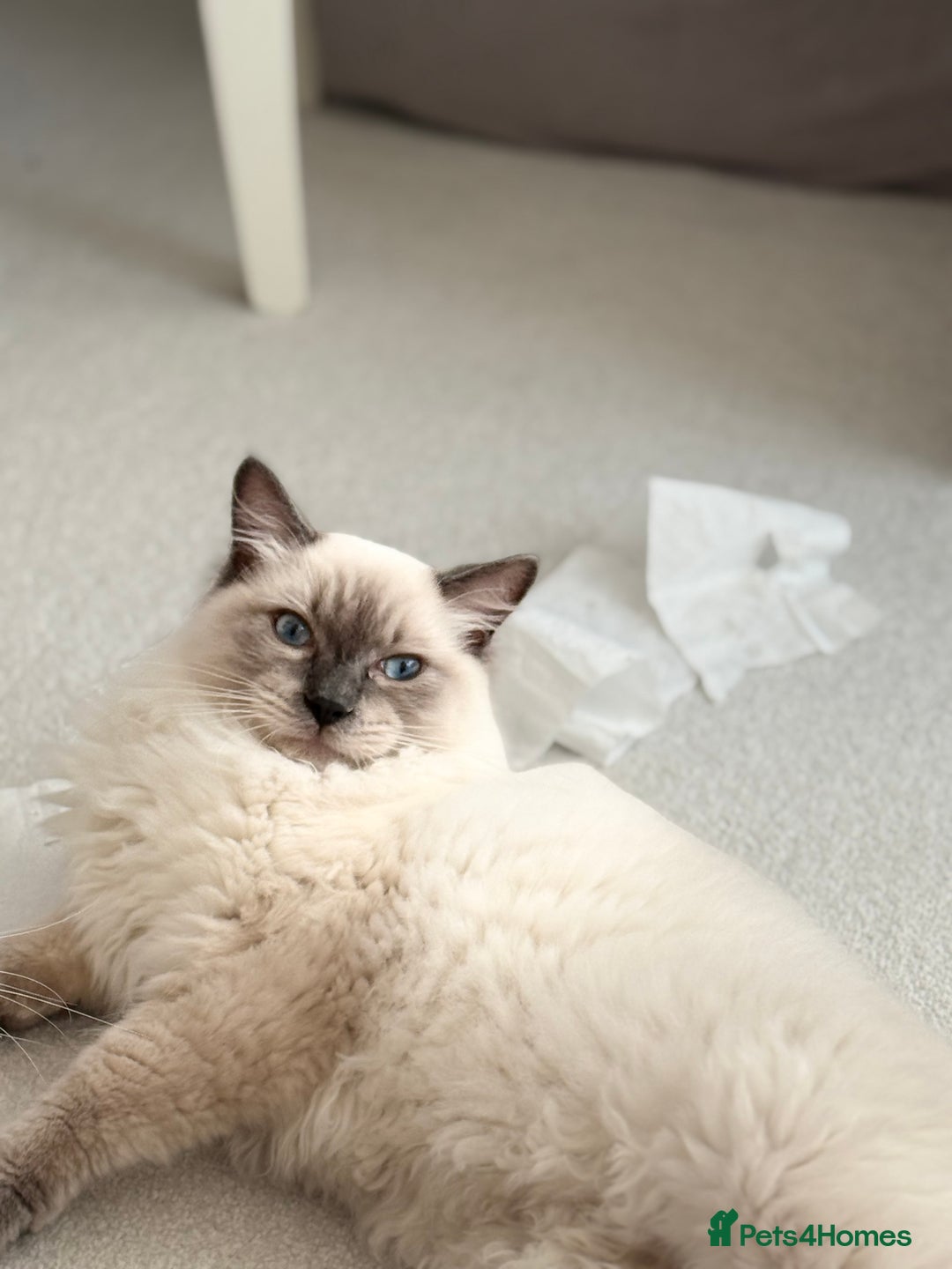 Ragdoll cats for sale: Lovely Ragdoll looking for lovely family - Advert 10