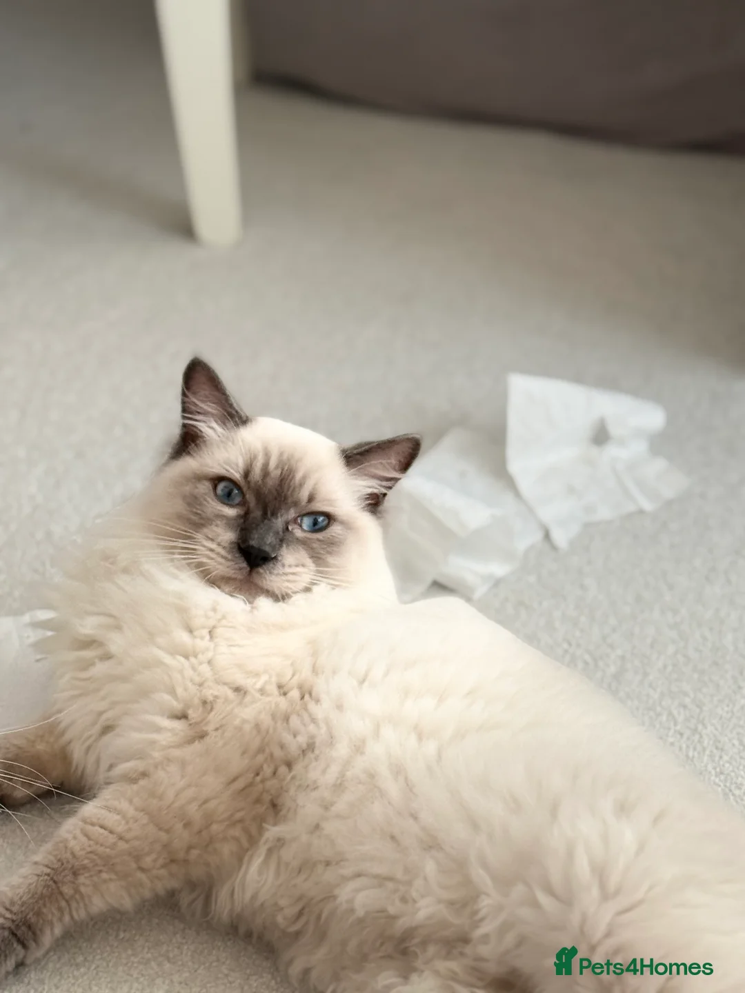 Ragdoll cats for sale: Lovely Ragdoll looking for lovely family - Advert 9