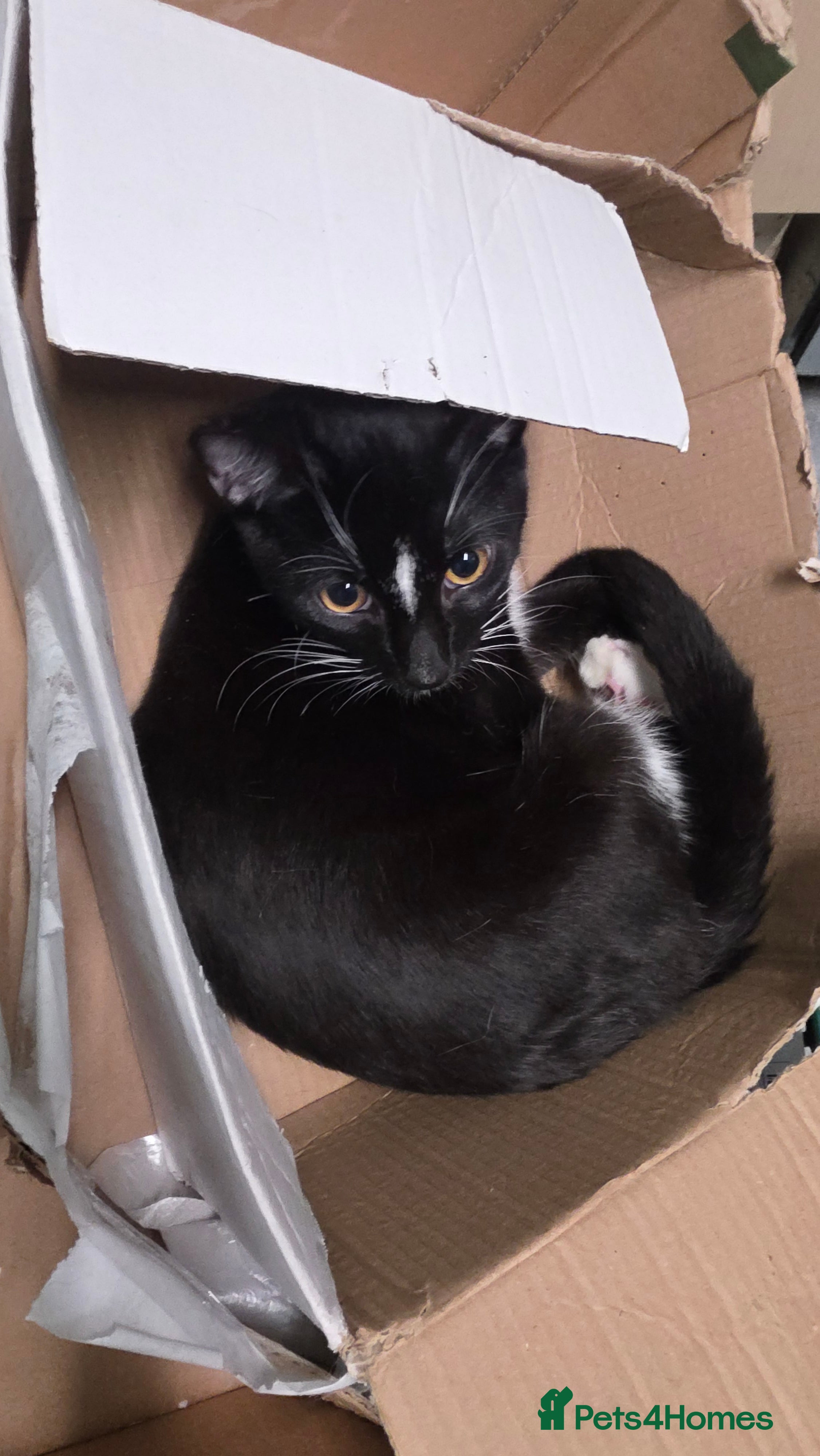 Savannah cats Savanah X short hair British house cat - Advert 1