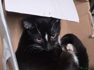 Mixed Breed cats Savanah X short hair British house cat - Advert 16