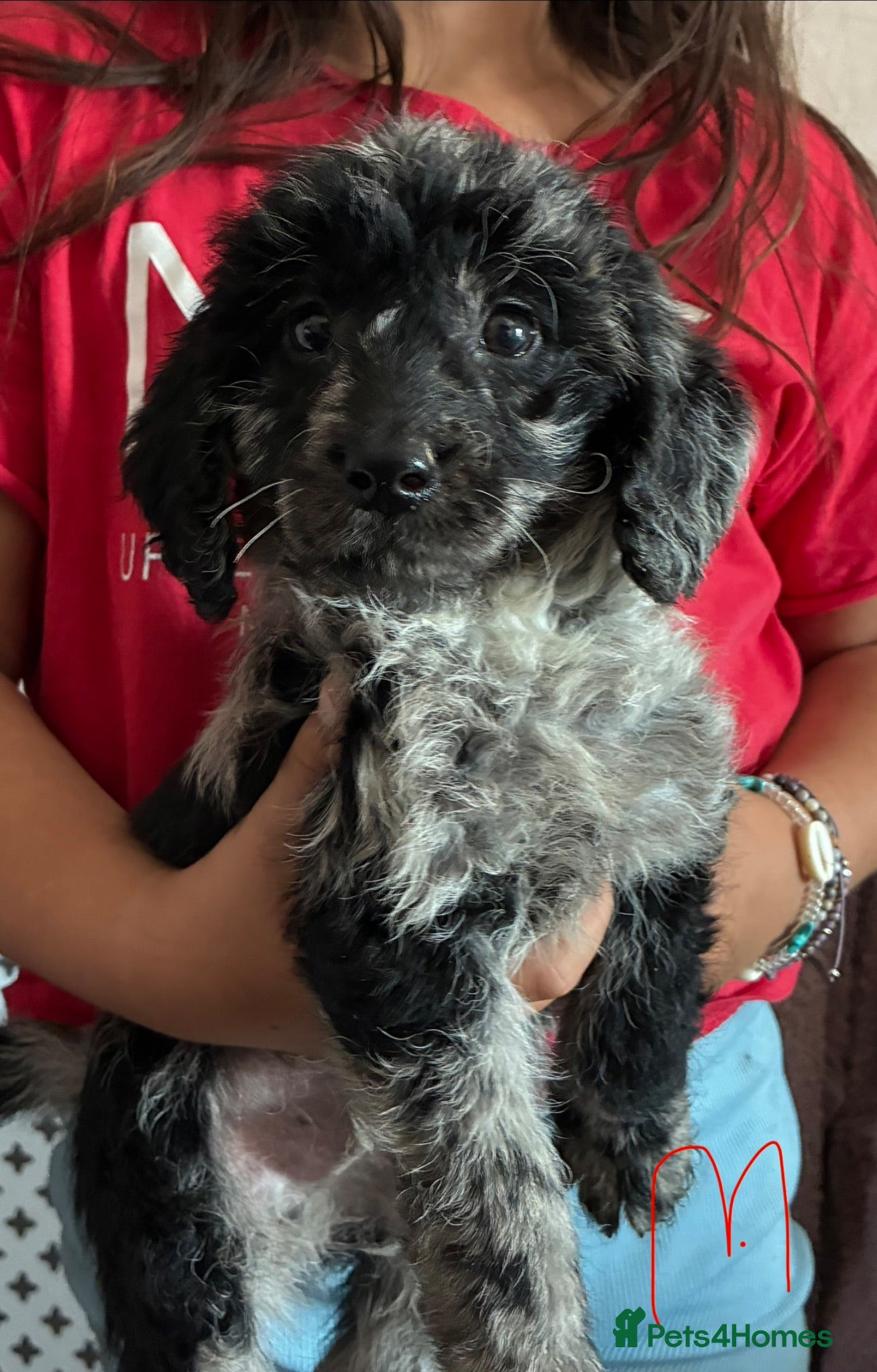 Labradoodle dogs mini labradoodles ready next week  - Advert 1