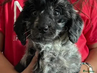 Labradoodle dogs mini labradoodles ready next week - Advert 1
