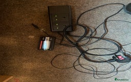 Bearded Dragon reptiles for sale: Bearded dragon for sale  - Advert 8