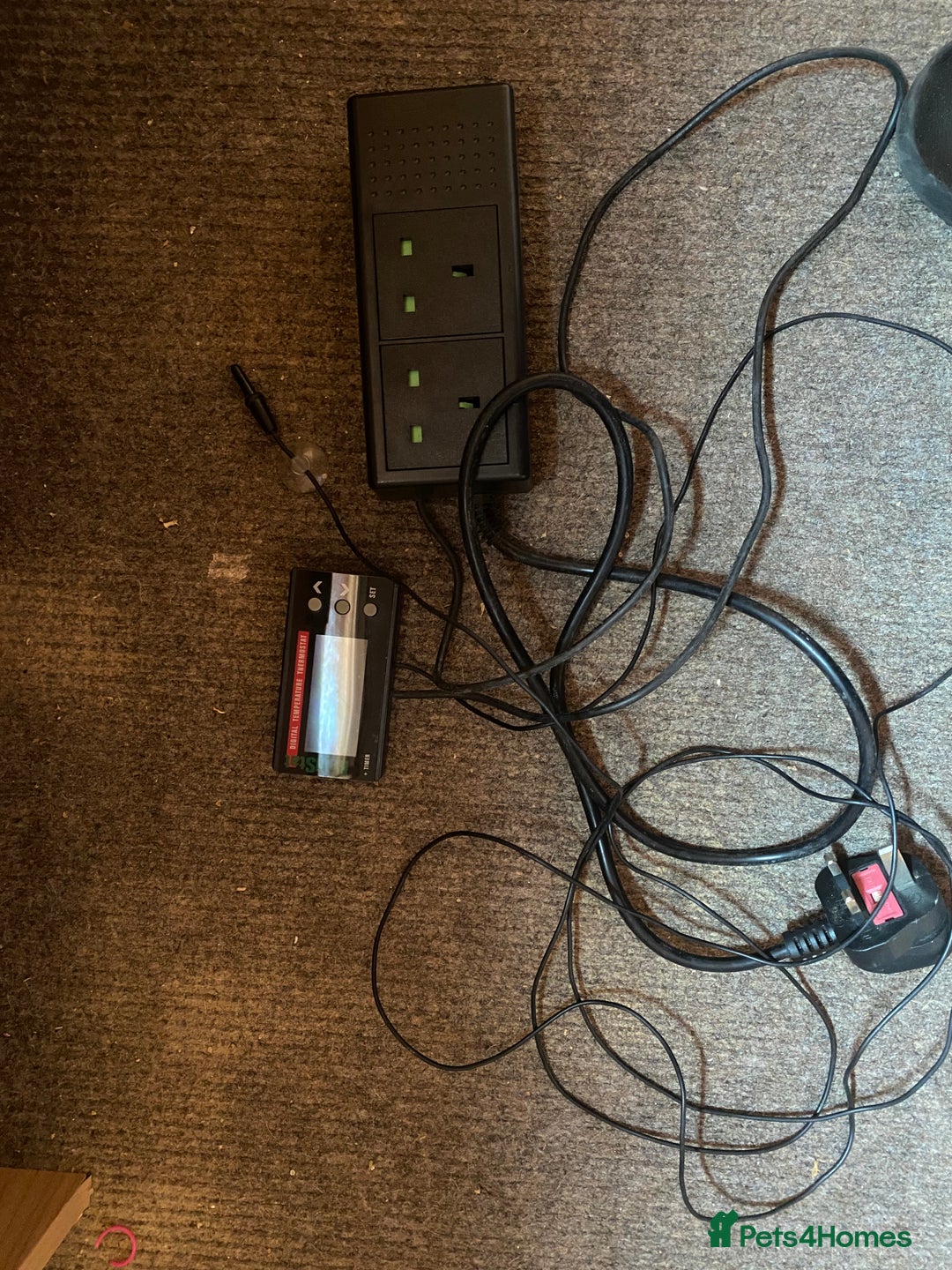 Bearded Dragon reptiles for sale: Bearded dragon for sale  - Advert 8