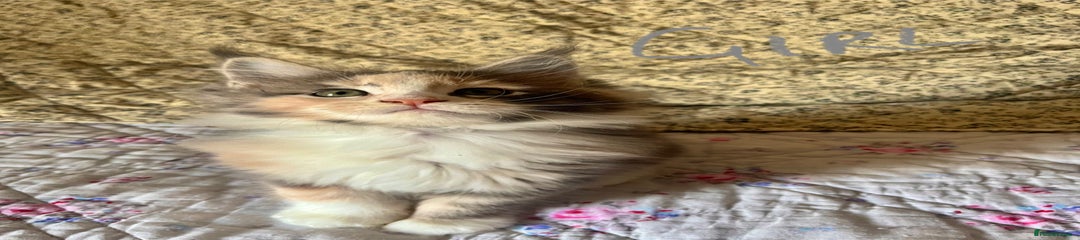 Maine Coon Kitten Grey