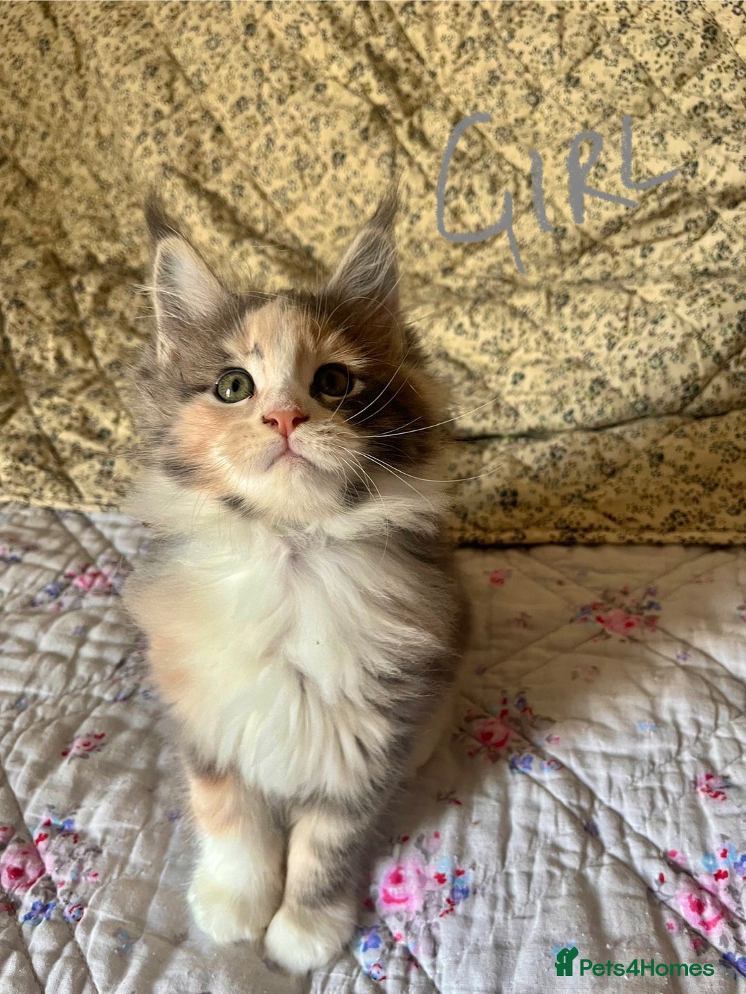 Maine Coon cats for sale: Full Maine Coon Kittens - Image 10
