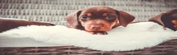 Miniature Dachshund dogs for sale: KC HEALTH TESTED MINIATURE DACHSHUNDS- LICENSED  - Advert 21