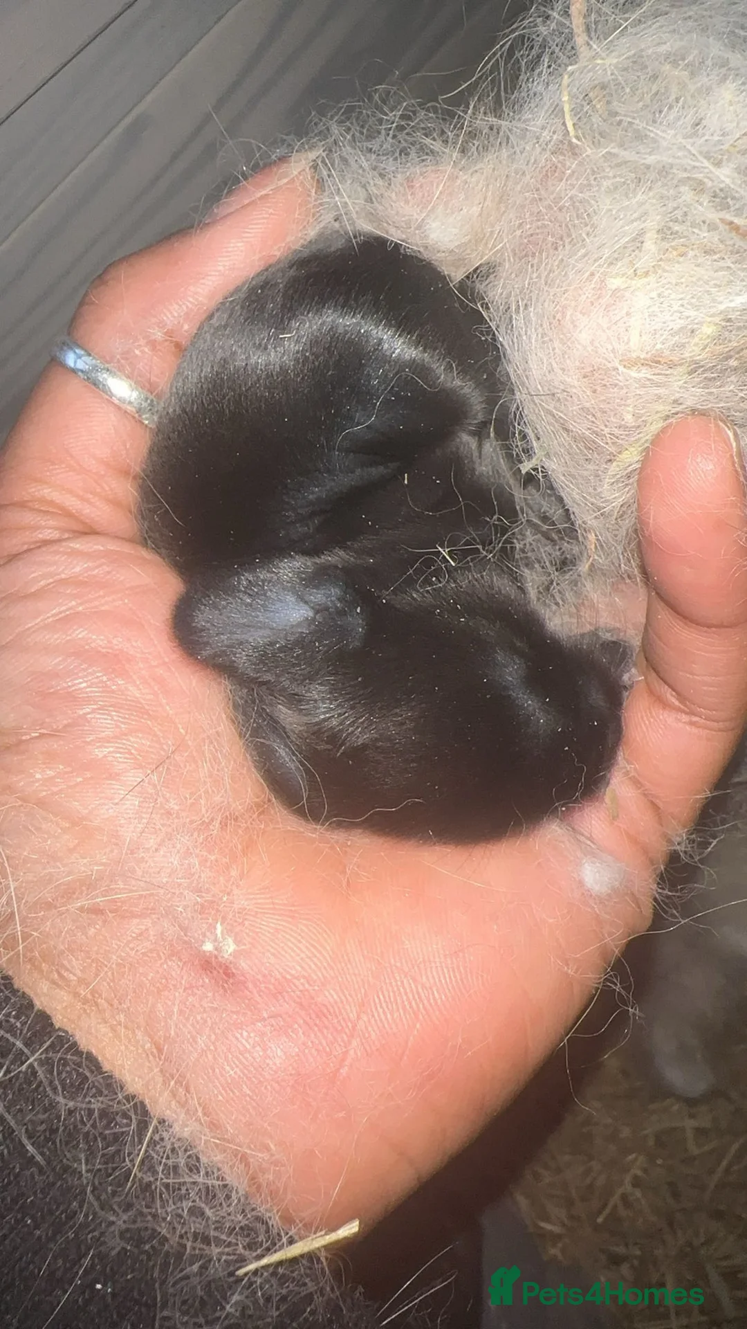 Mixed Breed rabbits for sale: Fluffy bunnies  - Advert 3