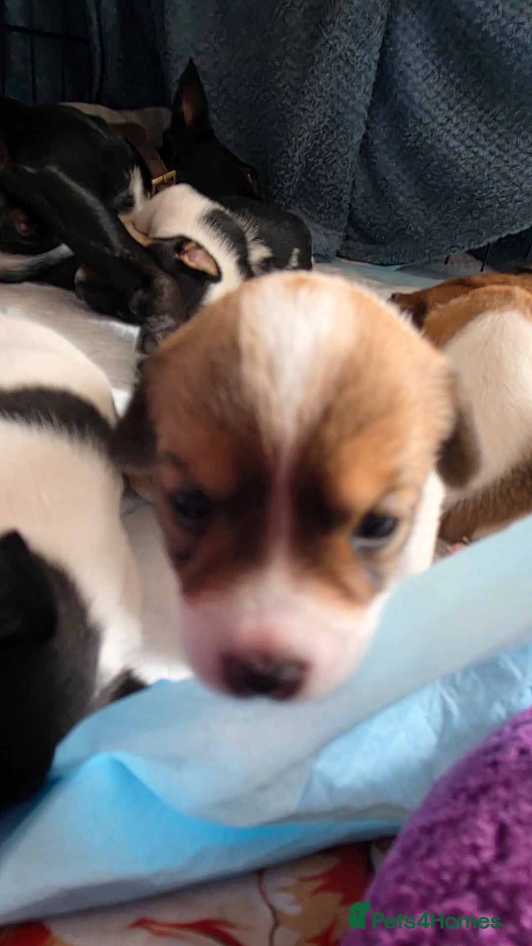 Jack Russell dogs for sale: Jack Russell Terrier  in Epping - Image 7