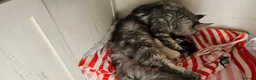 Maine Coon cats for sale: Gorgeous maine coon kittens Tica registered  - Advert 26