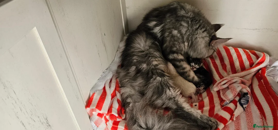 Maine Coon cats for sale: Gorgeous maine coon kittens Tica registered  - Advert 26