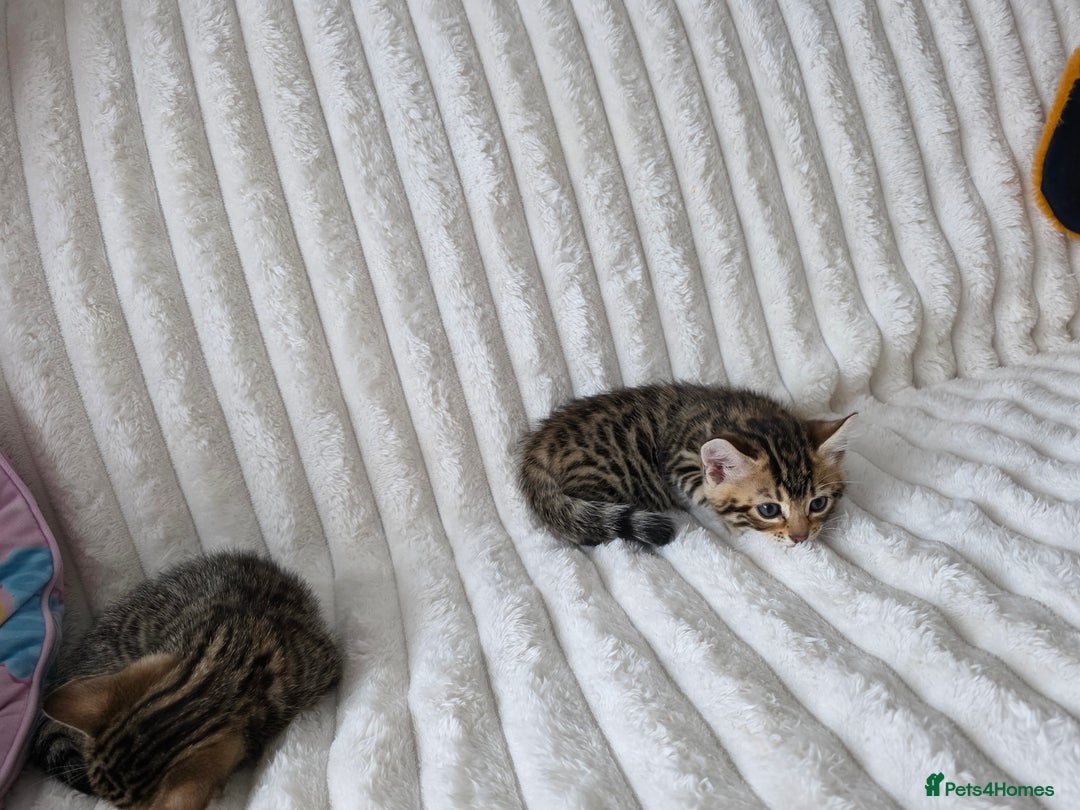 Bengal cats for sale: Beautiful bengal cross kittens - Advert 17