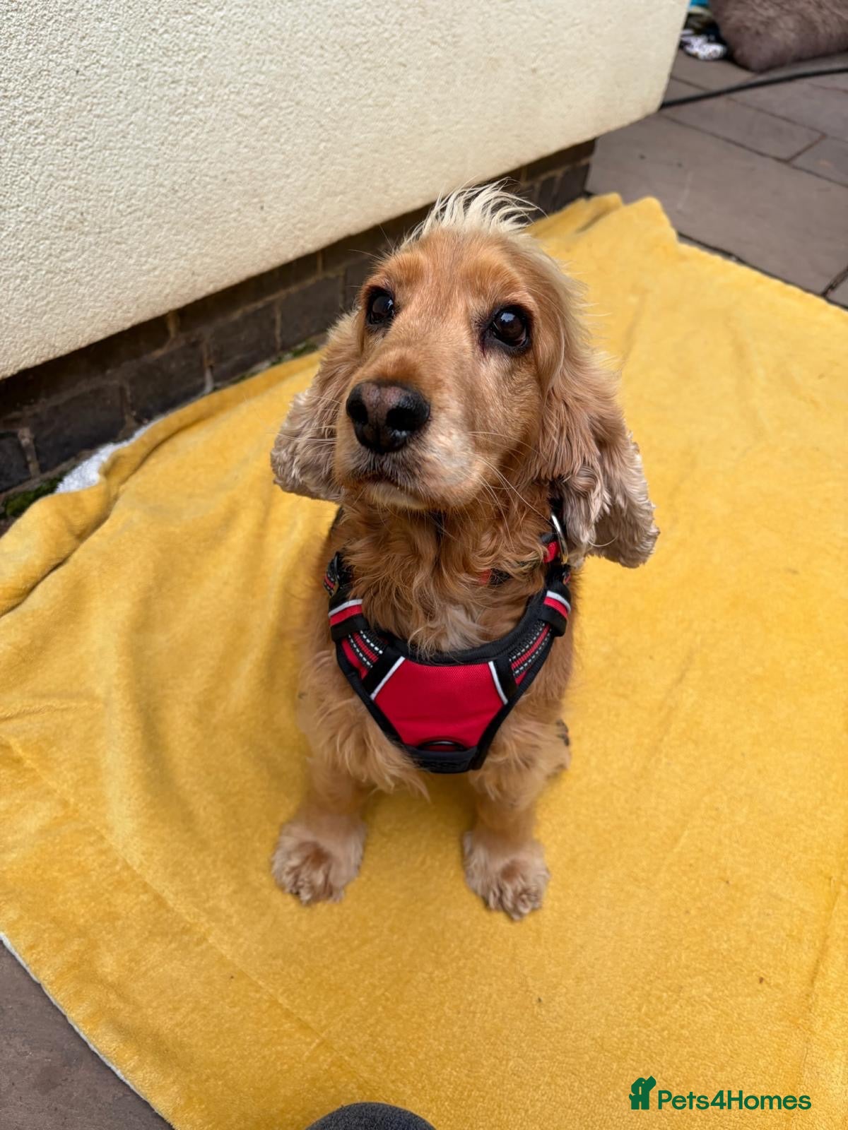 Mixed Breed dogs ❤️🐶 REMY – A GENTLE LITTLE SPANIEL - Advert 1