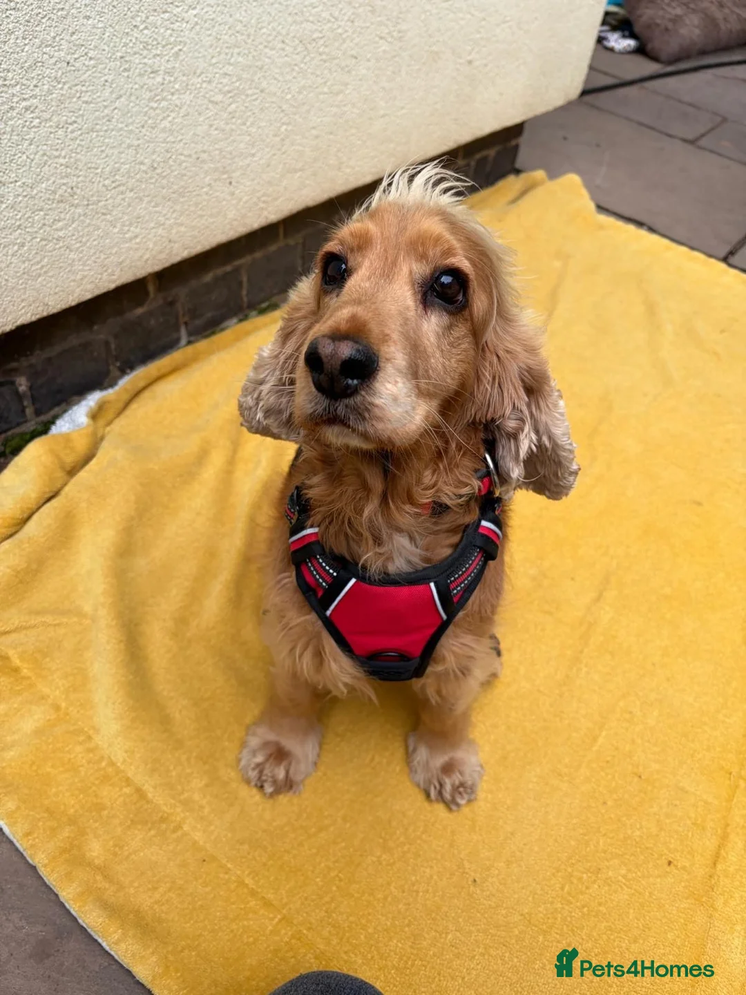 Mixed Breed dogs for adoption: ❤️🐶 REMY – A GENTLE LITTLE SPANIEL - Advert 1