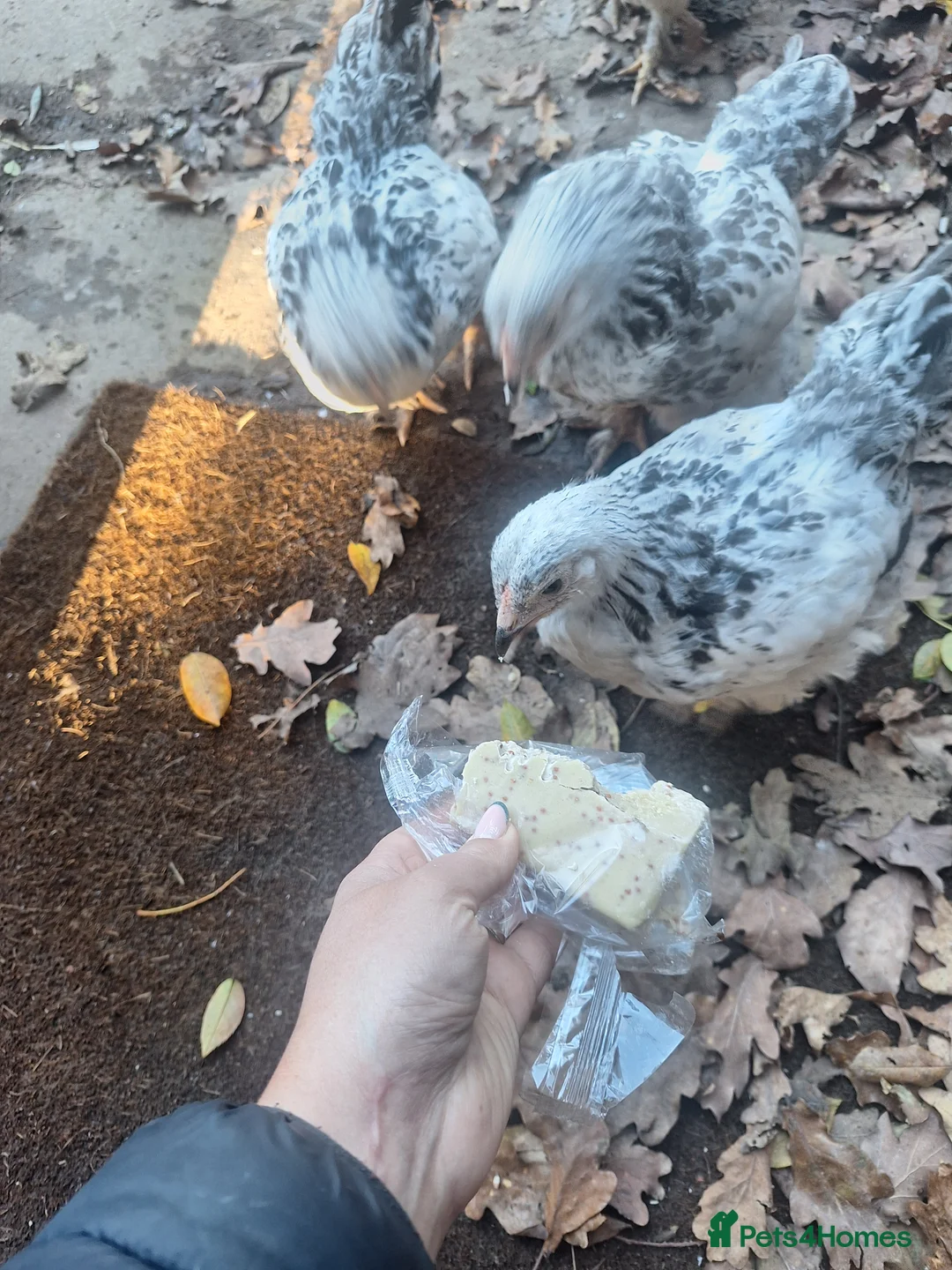 Chickens poultry for sale: Pure breed brahma - Advert 3