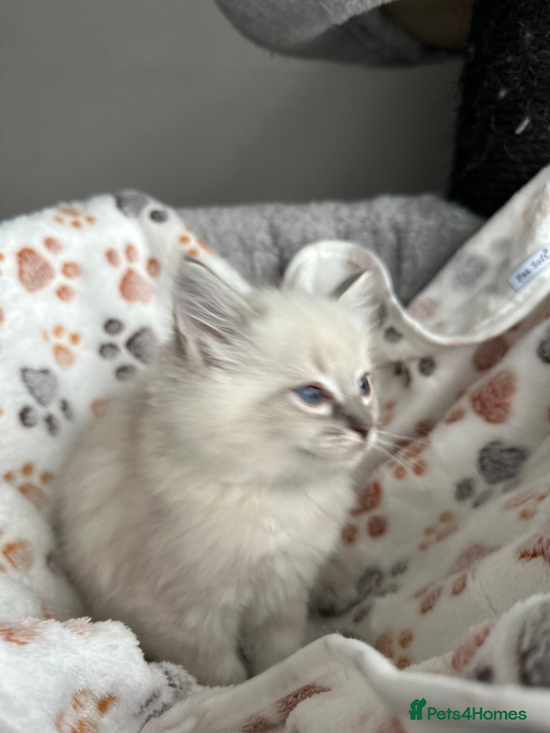 Ragdoll cats for sale: Gorgeous ragdoll kittens  - Advert 17
