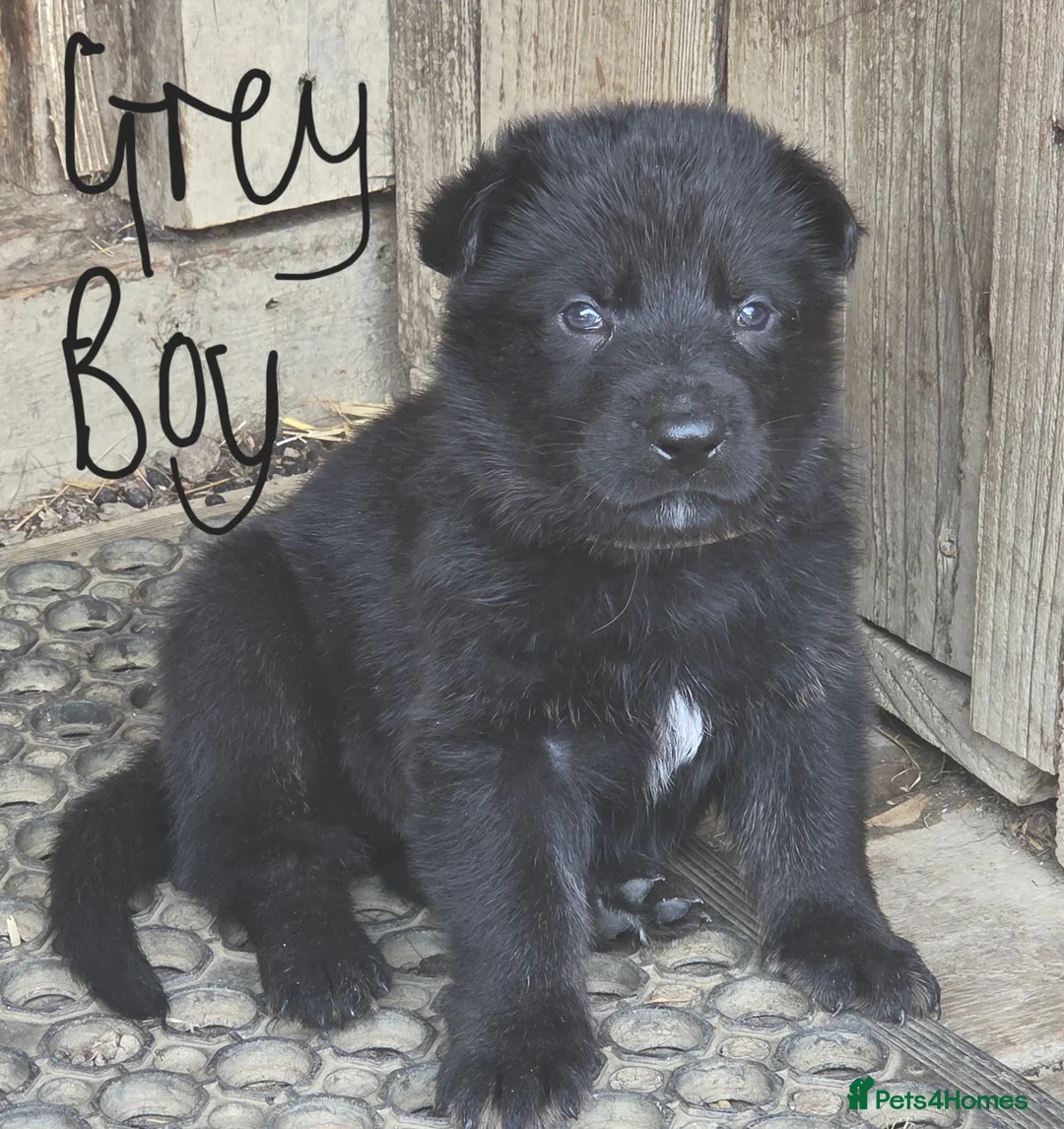 German Shepherd dogs for sale: German Shepherd Puppies in Beaworthy - Advert 9