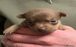 Jack Russell dogs for sale: Beautiful miniature Jack Russell puppies - Advert 10