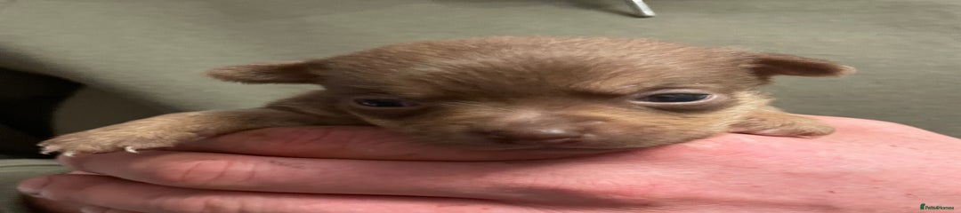 Jack Russell Puppy 3