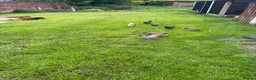 Chickens poultry for sale: Off heat chicks for sale  - Advert 2