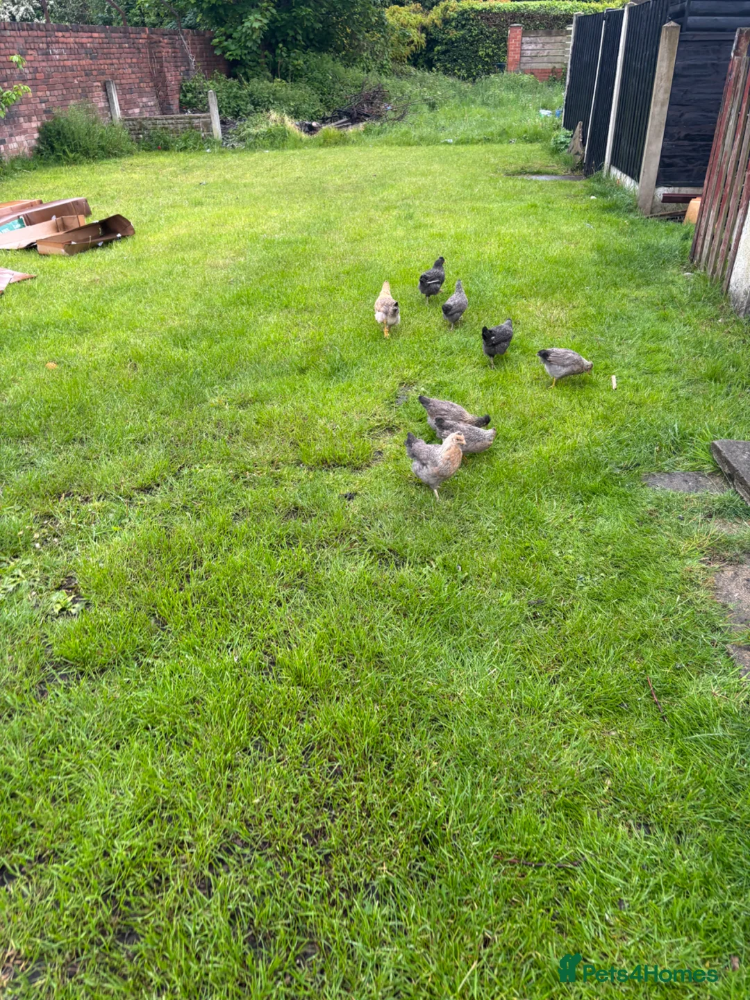 Chickens poultry for sale: Off heat chicks for sale  - Advert 2