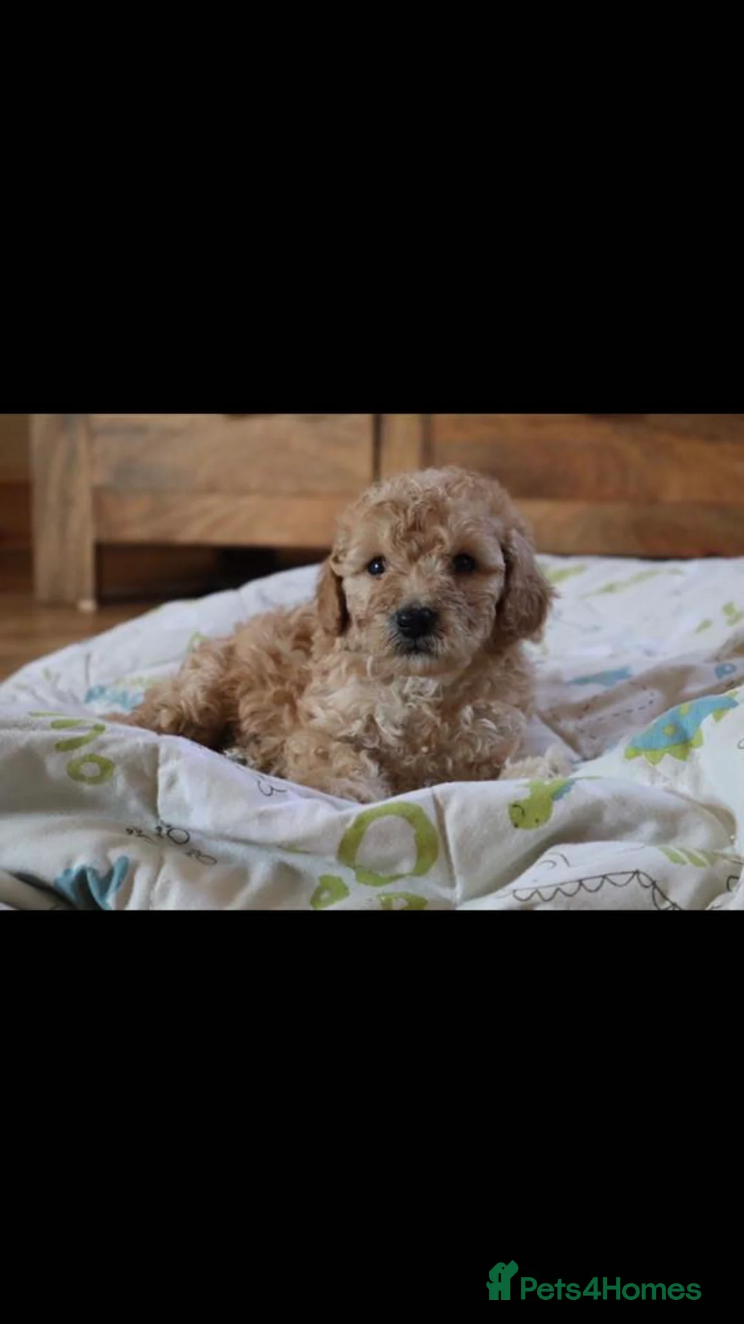 Miniature Poodle dogs for stud: Teddy boy kc registered poodle  in Carlisle - Advert 7