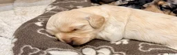Cavapoochon dogs for sale: Toy Cavapoochon’s ❤️🐾 - Advert 12